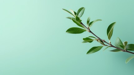 Fototapeta na wymiar Tea tree branch on mint background.