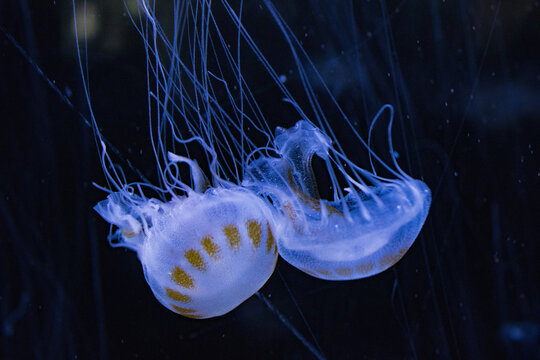 méduses dans un aquarium