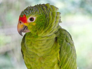 the green red-lored parrot looking into the camera 