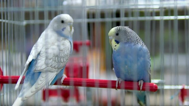 Blue parrot in a cage The pet store has a sale of food and clothing for your pets for dogs parrots and rabbits hamsters guinea pigs products sale
