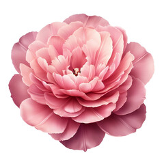 pink rose isolated on white PNG