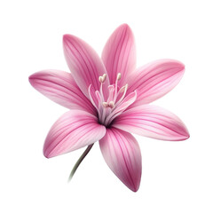 pink flower isolated on white background PNG