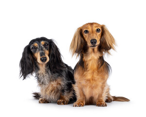 Cute duo of long smooth haired Dachshund or Teckels. sitting up facing front. Looking towards...