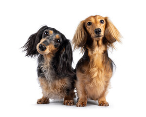 Cute duo of long smooth haired Dachshund or Teckels. Standing facing front. Looking towards camera with cute head tilt. Isolated on a white background. - obrazy, fototapety, plakaty