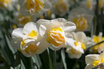 Narcissus flowers close up