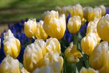 Obraz premium Tulip close up