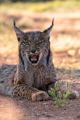 Iberian Lynx watching in Castilla La Mancha, Spain.