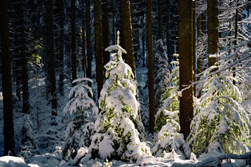 Beautiful pine trees lit by the sun and sunstars in snow with blue sky in backlight, Black Forest,...
