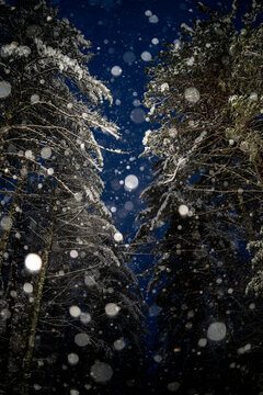 Snowy Winter Forest