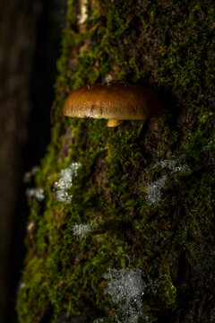 Winter Mushroom 
