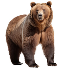 Fototapeta premium brown bear isolated on transparent background
