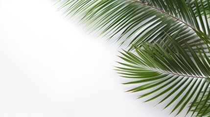 Palm tree branches and leaves. Background for text.