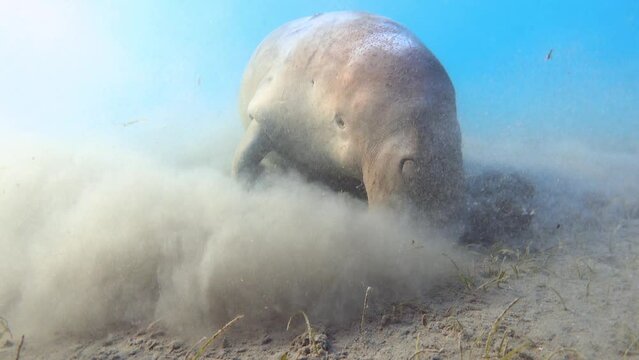 Dugong feeding on seagrass on the seabed. Sea cow close up.