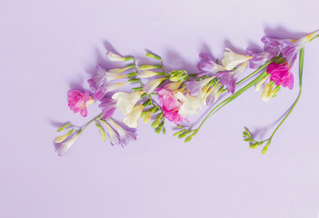 Fototapeta premium pink, white and purple flowers on light purple background