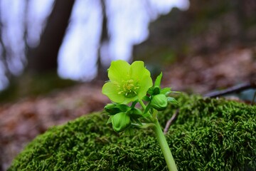 moss on a tree