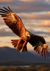 An eagle in flight with its wings spread wide in the evening sun