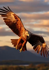 Fotobehang An eagle in flight with its wings spread wide in the evening sun © Hannes