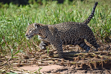 Jaguar in the Amazonas Brazil on the hunt. 