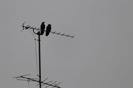 Birds on an Antenna