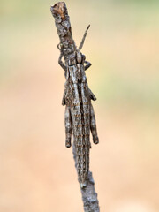 A long grasshopper that tries to go unnoticed in its natural habitat. Camouflage. Genus Acinipe