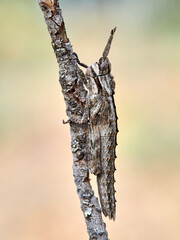 A long grasshopper that tries to go unnoticed in its natural habitat. Camouflage. Genus Acinipe