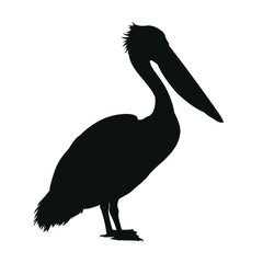 pelican silhouette isolated
