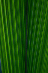 Lighting , shade and shadow on Green Palm Leaves