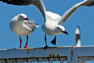 Silberkopfmöwe // Silver gull, Red-billed Gull (Chroicocephalus novaehollandiae) - Neukaledonien