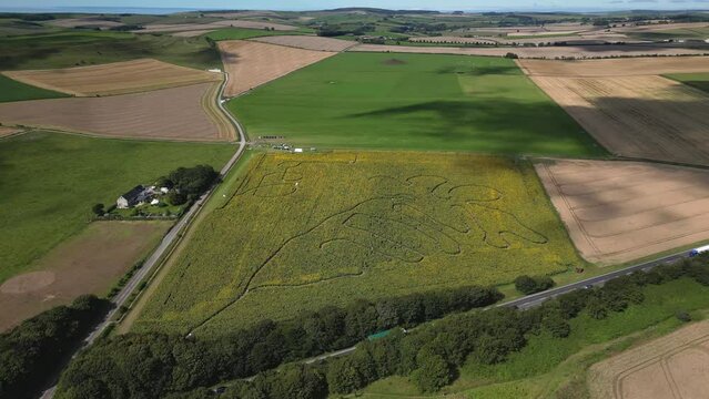 Sunflower Field next to Busy Road in Dorset