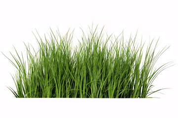 An isolated 3D illustration of grass in the wild on a white backdrop.