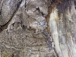 Close up of the bark of an old tree