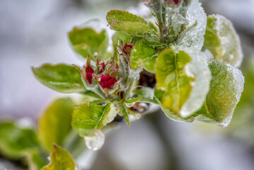 Fruit tree blossoms frozen in the snow