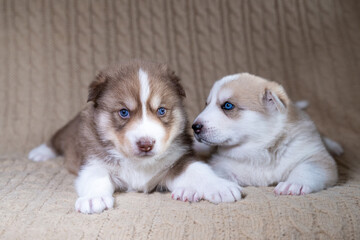 Two month old beige fawn and brown husky puppies with multi-colored blue eyes lie on beige...