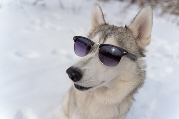 Beige fawn husky sits in sunglasses on a winter day outside © smilewalli