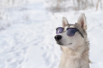 Beige fawn husky sits in sunglasses on a winter day outside