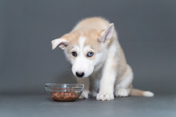 A two-month-old beige fawn husky puppy with multi-colored blue eyes sits on gray background with...