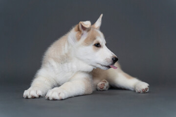 A two-month-old beige fawn husky puppy with multi-colored blue eyes lies on gray background and shows tongue © smilewalli