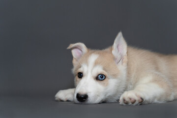 A two-month-old beige fawn husky puppy with multi-colored blue eyes lies on gray background