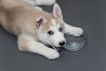 A two-month-old beige fawn husky puppy with multi-colored blue eyes lie on gray background with empty bowl © smilewalli