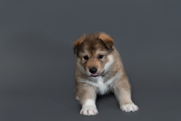 A one-month-old mongrel puppy sits funny on gray background and shows tongue