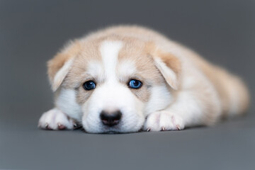 One month old beige husky puppy with multicolored blue eyes lie on gray background © smilewalli