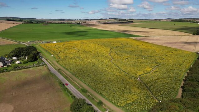 Sunflower Maze Flyover Next to Busy Road in Dorset