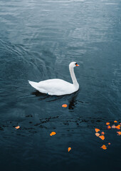 Photo of white beautiful and elegant swan swimming on the river with crystal blue water. Vertical photo of single swan with orange leafs on the surface of water in fall.
