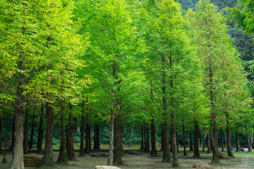 Beautiful row of the tree in forest