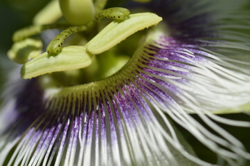 close up of a granadilla flower