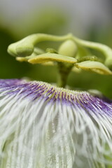 passion fruit flower closeup