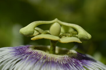 closeup of a passion fruit plant flower