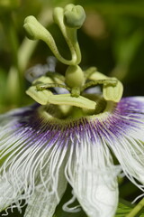 purple passion fruit flower