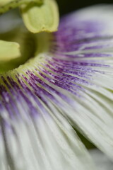 closeup of a purple granadilla flower