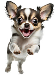 Cute chihuahua puppy jumping. Playful dog cut out at background.